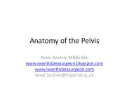 Anatomy of the Pelvis