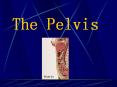 The Pelvis The pelvis is the region of the trunk that lies PowerPoint PPT Presentation