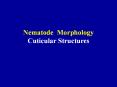 Nematode Morphology Cuticular Structures Scutellonema PowerPoint PPT Presentation
