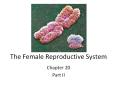 The Female Reproductive System PowerPoint PPT Presentation