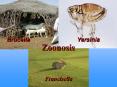 Zoonosis PowerPoint PPT Presentation