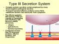 Type III Secretion System PowerPoint PPT Presentation