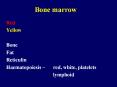 Bone marrow PowerPoint PPT Presentation