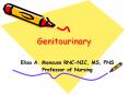 Genitourinary PowerPoint PPT Presentation