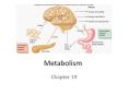 Metabolism PowerPoint PPT Presentation