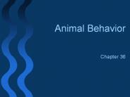 Animal Behavior