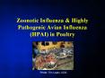Zoonotic Influenza & Highly Pathogenic Avian Influenza (HPAI) in Poultry PowerPoint PPT Presentation