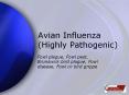 Avian Influenza (Highly Pathogenic) PowerPoint PPT Presentation