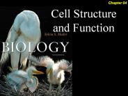 Cell Structure and Function