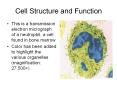 Cell Structure and Function PowerPoint PPT Presentation