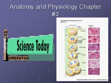 Anatomy and Physiology Chapter 3 presentation | free to view