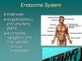 Endocrine System PowerPoint PPT Presentation