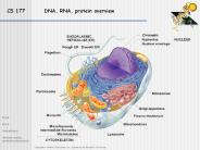 CS 177     DNA, RNA, protein overview