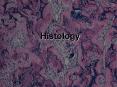 Histology PowerPoint PPT Presentation