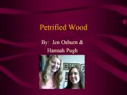 Petrified Wood