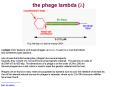 the phage lambda (l) PowerPoint PPT Presentation