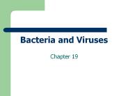 Bacteria and Viruses