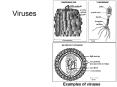 Viruses PowerPoint PPT Presentation