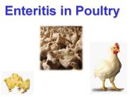enteritis