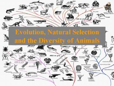 Evolution, Natural Selection and the Diversity of Animals