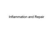 Inflammation and Repair