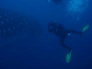 DIVE EMERGENCIES