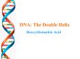 DNA: The Double Helix PowerPoint PPT Presentation