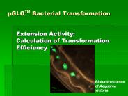 pGLOTM Bacterial Transformation