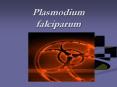 Plasmodium falciparum PowerPoint PPT Presentation