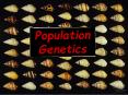 Population Genetics PowerPoint PPT Presentation