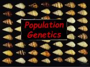 Population Genetics