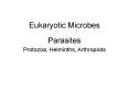 Eukaryotic Microbes PowerPoint PPT Presentation