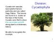 Division: Cycadophyta PowerPoint PPT Presentation