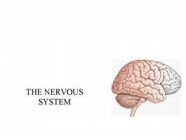 PPT – THE NERVOUS SYSTEM PowerPoint presentation | free to view - id ...
