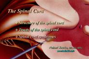 The Spinal Cord