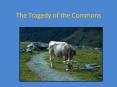 The Tragedy of the Commons PowerPoint PPT Presentation