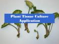 Plant Tissue Culture Application PowerPoint PPT Presentation
