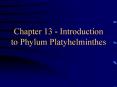 Chapter 13 - Introduction to Phylum Platyhelminthes PowerPoint PPT Presentation
