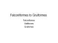 Falconiformes to Gruiformes PowerPoint PPT Presentation