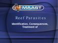 Reef Parasites PowerPoint PPT Presentation