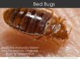 Bed Bugs PowerPoint PPT Presentation