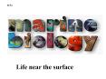 Life near the surface PowerPoint PPT Presentation