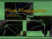 Plant Propagation