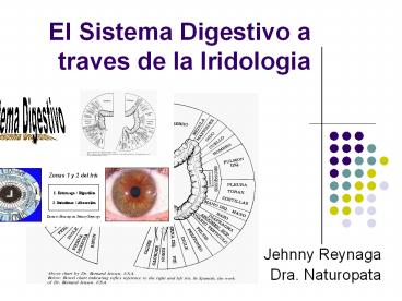 El Sistema Digestivo a traves de la Iridologia
