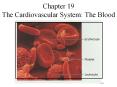 Chapter 19 The Cardiovascular System: The Blood PowerPoint PPT Presentation