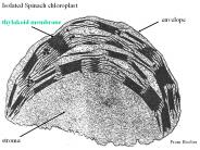 Monocistronic vs Polycistronic Genes