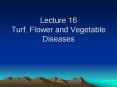 Lecture 16 Turf, Flower and Vegetable Diseases PowerPoint PPT Presentation