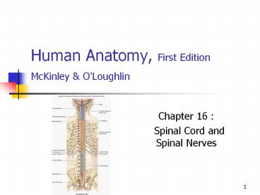 Human Anatomy, First Edition McKinley & O'Loughlin