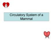 Circulatory System of a Mammal