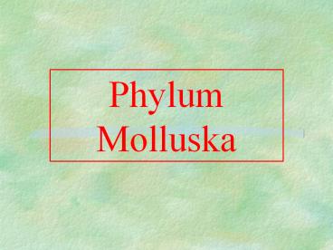 Phylum Molluska